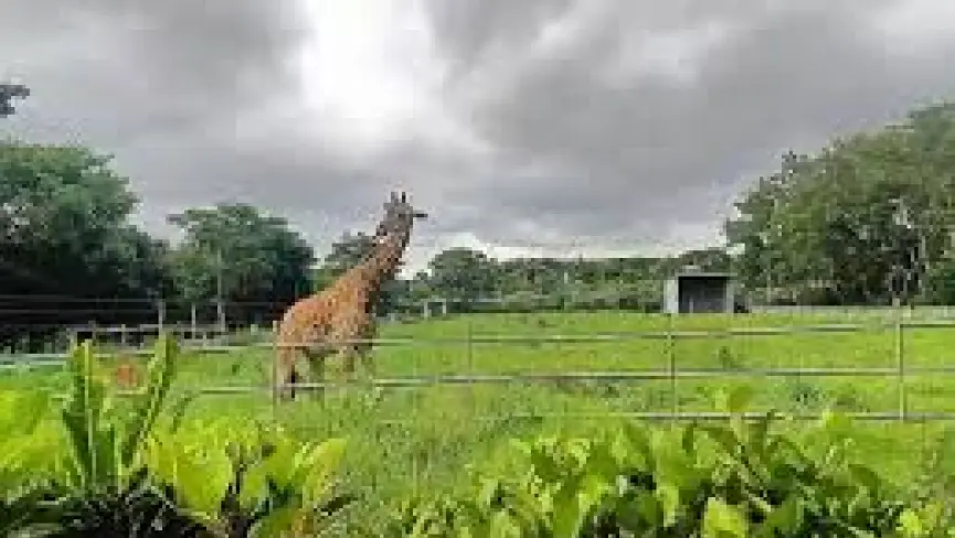 Bannerghatta National Park