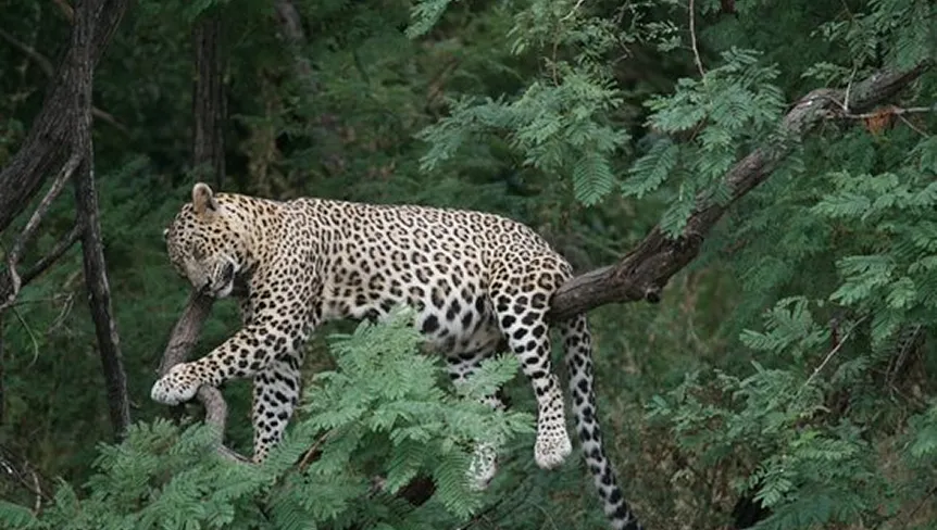 Gir Interpretation Zone