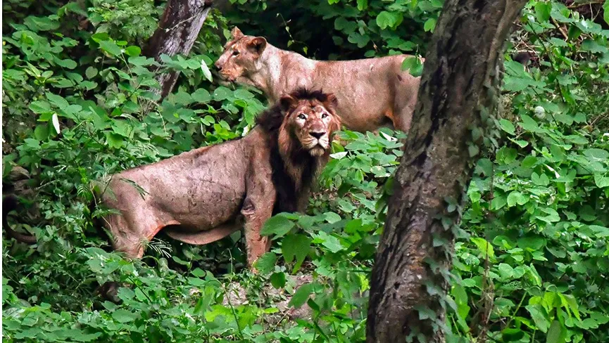 Sakkarbaug Zoological Park