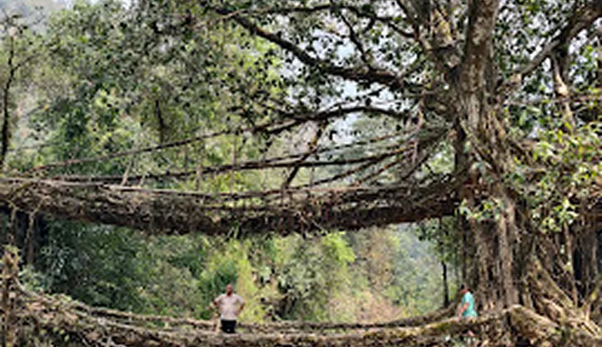 Double Decker Living Root Bridge