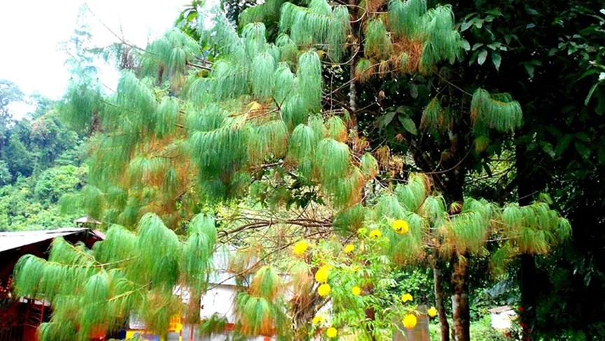 Sessa Orchid Sanctuary