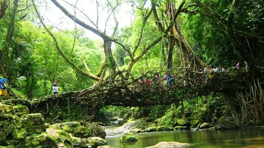 Single Root Bridge