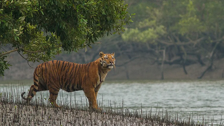 Sundarbans National Park