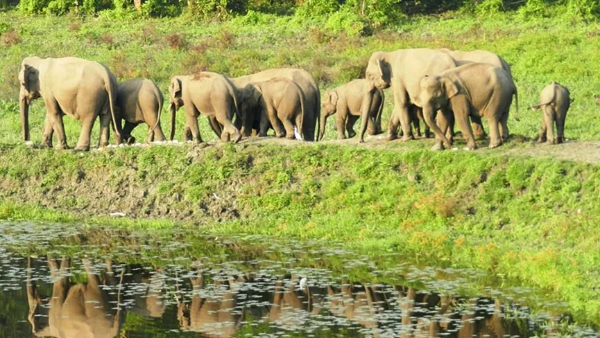 Chapramari Wildlife Sanctuary