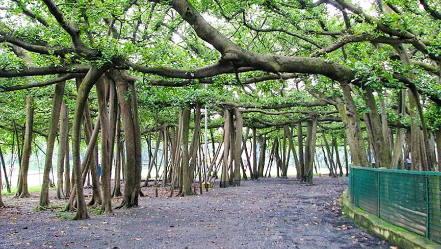 Botanical Garden Shibpur