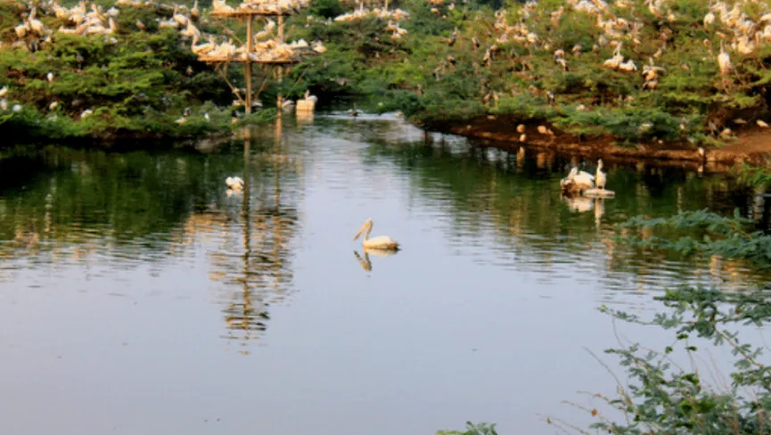 Uppalapadu Bird Sanctuary