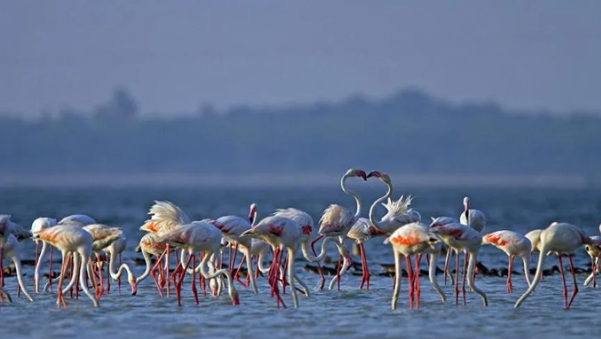 Pulicat Bird Sanctuary