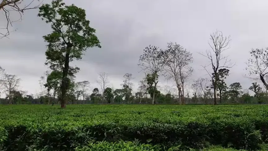 Jalan South Tea Estate