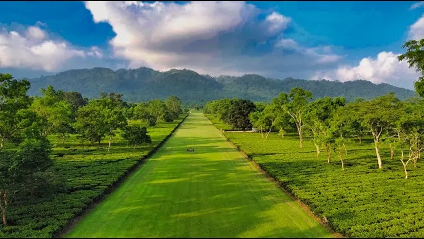 Corramore Tea Estate