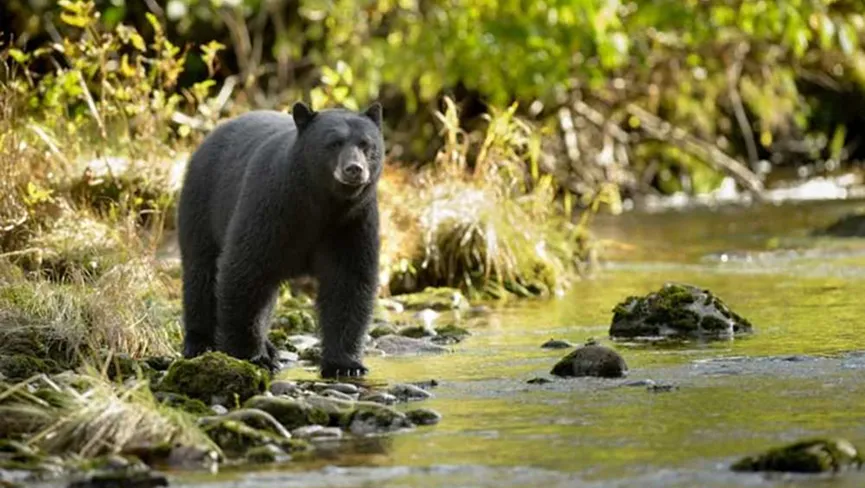 Simbalbara National Park