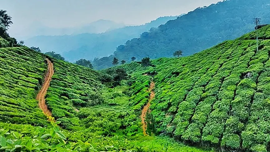 Botanical Tea Garden