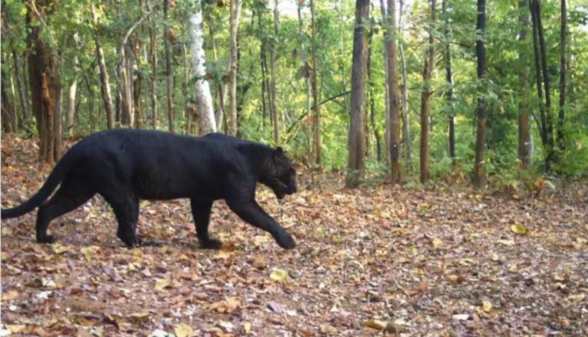 Udanti Sitanadi Tiger Reserve