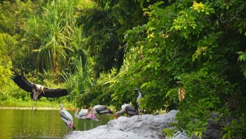 Salim Ali Bird Sanctuary Backwaters