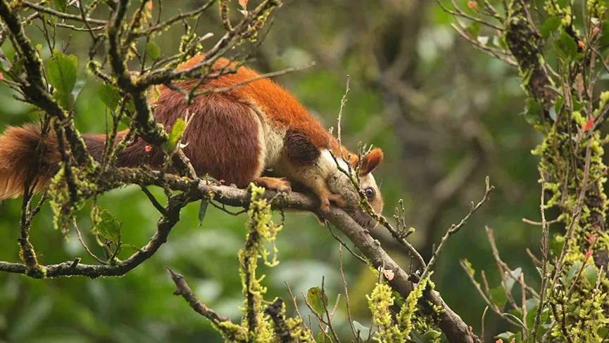 Bhimashankar Wildlife Sanctuary