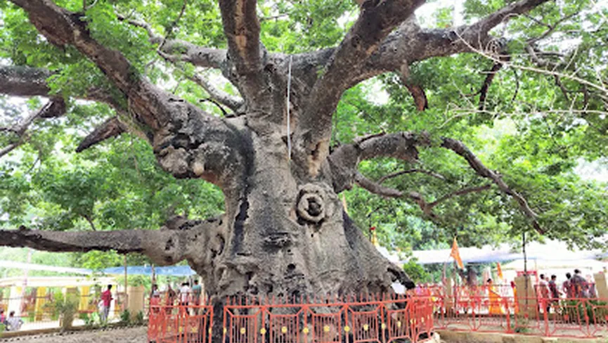 Parijaat Tree