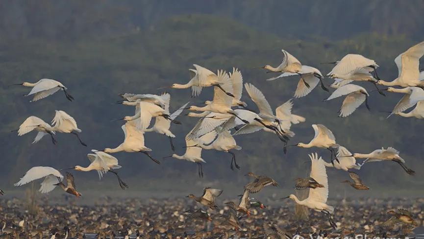 Patna Bird Sanctuary