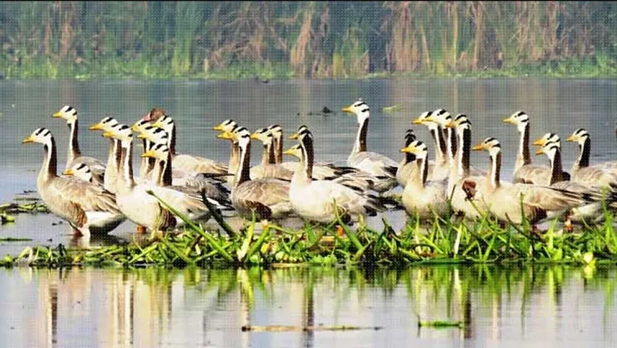 Okhla Bird Sanctuary
