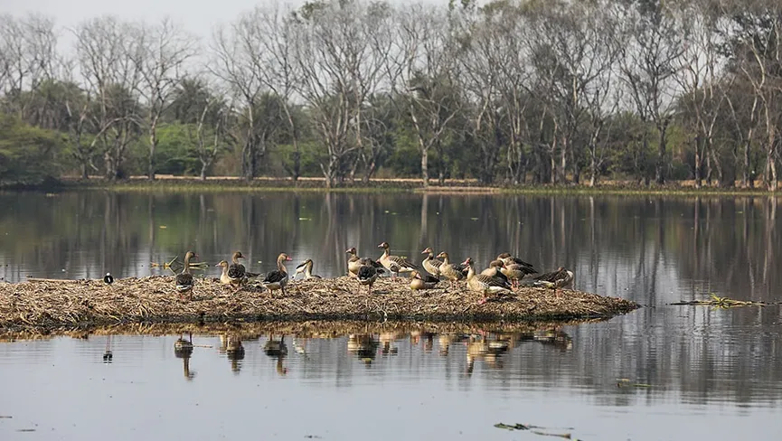 Surajpur Wetland