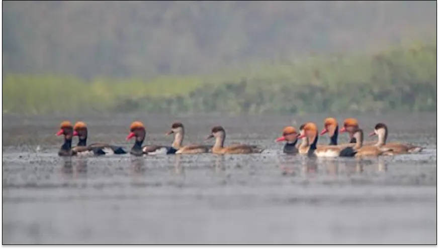 Bakhira Wildlife Sanctuary