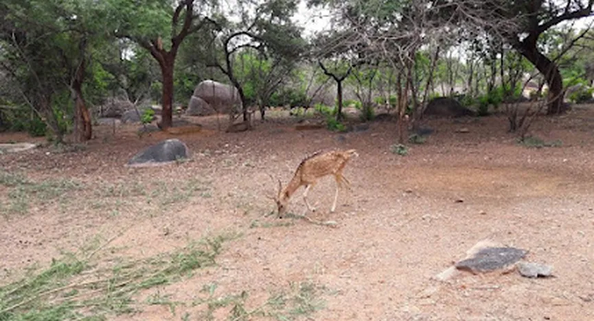 Mrugavani National Park