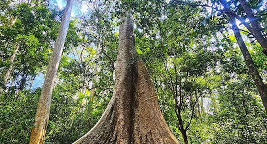 Cat Tien National Park