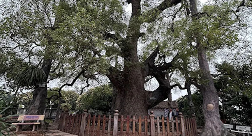 The thousand year old Wild Jasmine tree